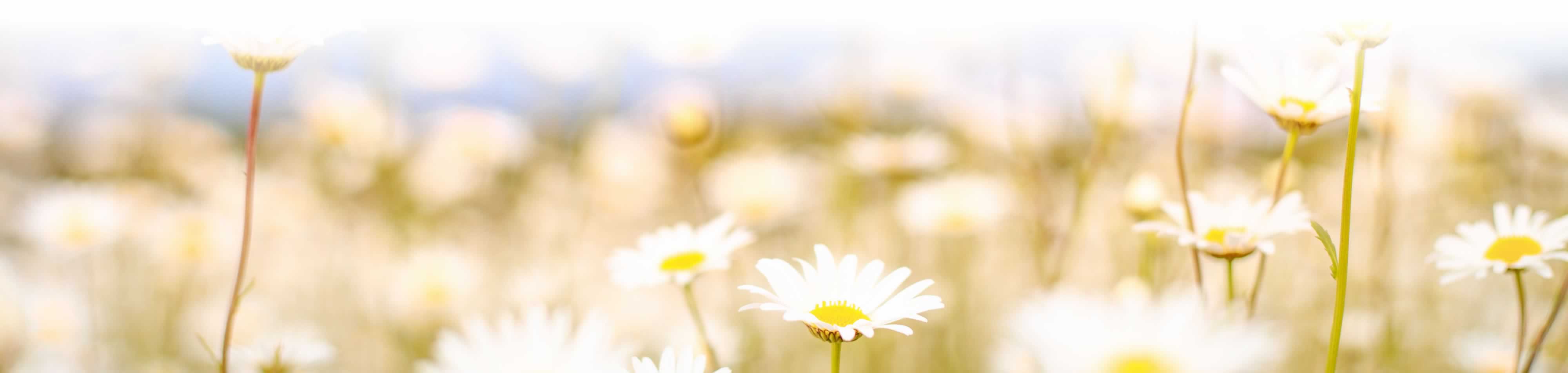 Photo of a field of camomile flowers.